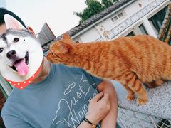 -喵屿·大理花园猫咖