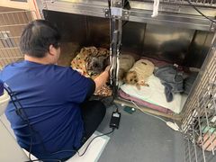 -爱侣宠医·鹦鹉专科·小型哺乳类·异宠专科(灵石路店)