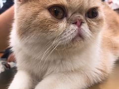 -飞行喵MR PILOT|猫舍·猫咖(静安大融城店)