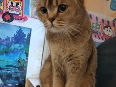 -喵小馆·猫咖狗咖猪咖·饮品店