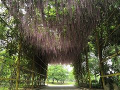 -天适樱花悠乐园