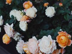 -艾溪湖湿地公园