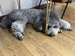 -沏点Trattoria意大利餐厅(新街口店)