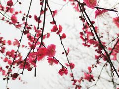 -重庆彩云湖湿地公园