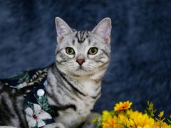 -lincat·猫舍(广州店)