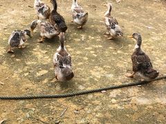 -生态苑农庄(十里画廊遇龙河店)