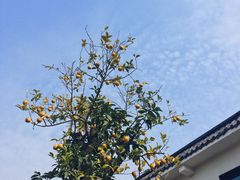 -悦哉·派对·草坪婚礼·围炉煮茶(三圣乡店)