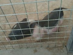 -万源龙顺度假庄园生态观光园