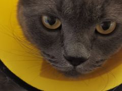 -瑞派福兴宠物医院犬猫全科·骨科·中西医结合(河东店)