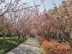 -高东镇樱花园