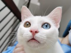-创凡宠物医院·骨专科  猫科中心(西乡分院)