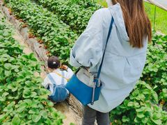 -青浦采草莓天天草莓园