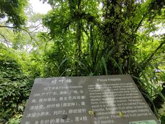 -海口火山口国家地质公园
