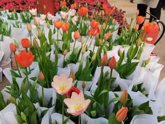 -龙大花卉苗木市场