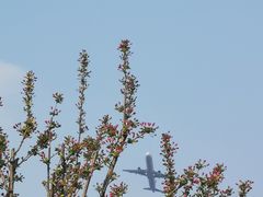 -空港花田景区