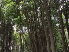 -火炉山森林公园