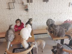 -平行世界·猫咖(首经贸店)
