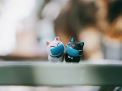 -喵屿·大理花园猫咖