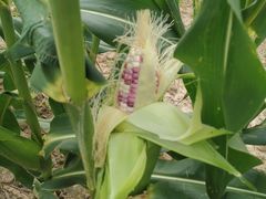 -南汇老顾农家乐采摘大团水蜜桃采摘店