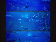 -暹罗海洋世界