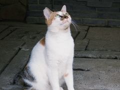 -龙华寺