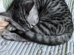 -宠颐生动物医院·心脏科·保险定点(锦阳分院)