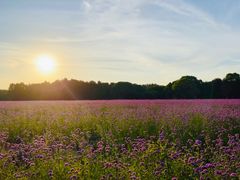 -山明水秀大饭店