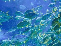 -海合安青岛极地海洋公园