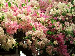 -深圳国际园林花卉博览园