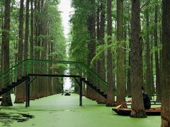 -渌洋湖湿地公园