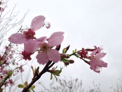 iphone_upload_pic-天适樱花悠乐园