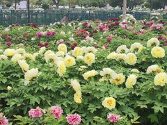 -曹州百花园