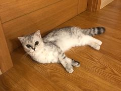 -伟伟宠物医院·CT影像中心·瑞派犬猫综合性门诊(汉口总院)