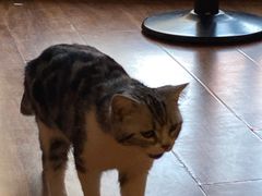 -猫爪屋猫咖(乐汇城店)