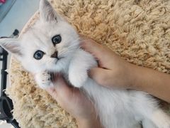 -lincat·猫舍(广州店)