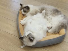 -Let's go狗咖·猫咖·奶狗·桌游(春熙路IFS店)