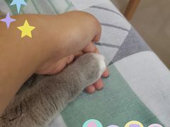 -鼓捣猫呢主题猫咖店