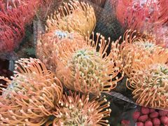 -双季花艺园艺市场(浦东店)