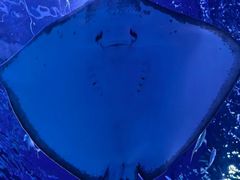 -上海海昌海洋公园