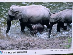 -野象谷景区
