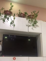 -香薇妮丝·定制减肥·身材管理