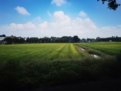 -芦苞胥江祖庙