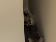 -瑞派福兴宠物医院犬猫全科·骨科·中西医结合(河东店)