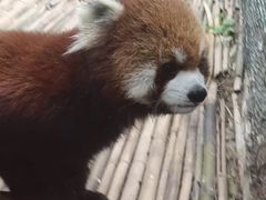 -五龙山野生动物王国
