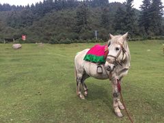 -鹞子沟国家森林公园