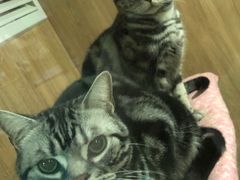 -藦茜花园宠物主题亲子互动体验馆(国顺东路店)