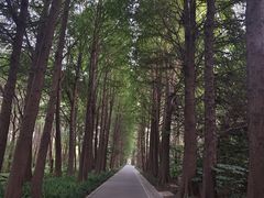 -上海滨江森林公园
