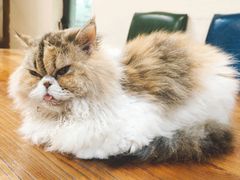 -猫小院猫主题餐厅(南锣旗舰店)