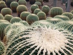 -南山植物园