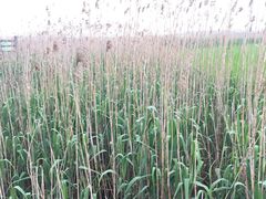 -上海吴淞炮台湾国家湿地公园